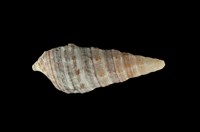 藏品(燒酒海蜷)的圖片